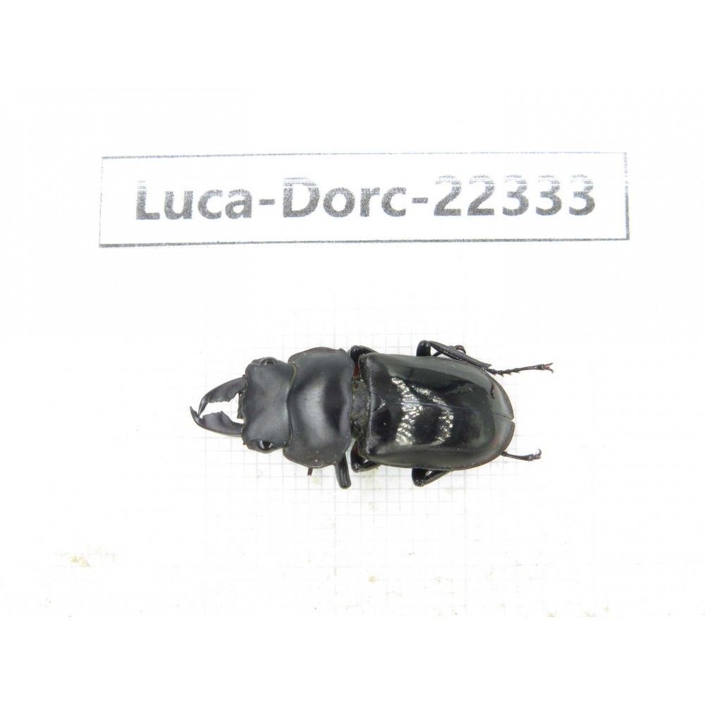 Dorcus sp. Myanmar, Kechin area, Nanse.1M. Luca-Dorc-22333.