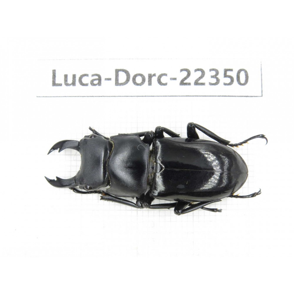 Dorcus sp. Myanmar, Kechin area, Nanse.1M. Luca-Dorc-22350.