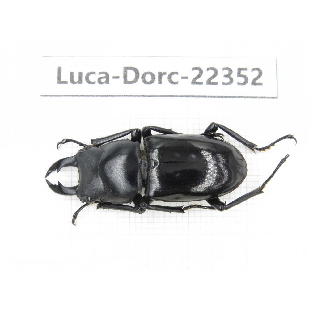 Dorcus sp. Myanmar, Kechin area, Nanse.1M. Luca-Dorc-22352.