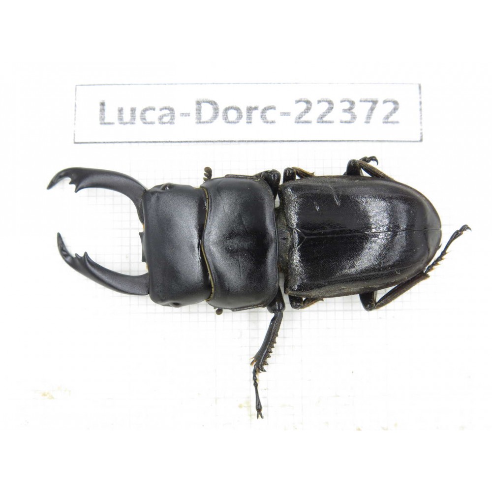 Dorcus sp. Myanmar, Kechin area, Nanse.1M. Luca-Dorc-22372.