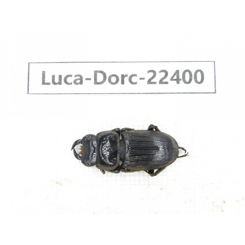Dorcus sp. Myanmar, Kechin area, Nanse.1M. Luca-Dorc-22400.