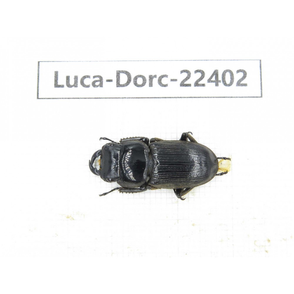 Dorcus sp. Myanmar, Kechin area, Nanse.1M. Luca-Dorc-22402.