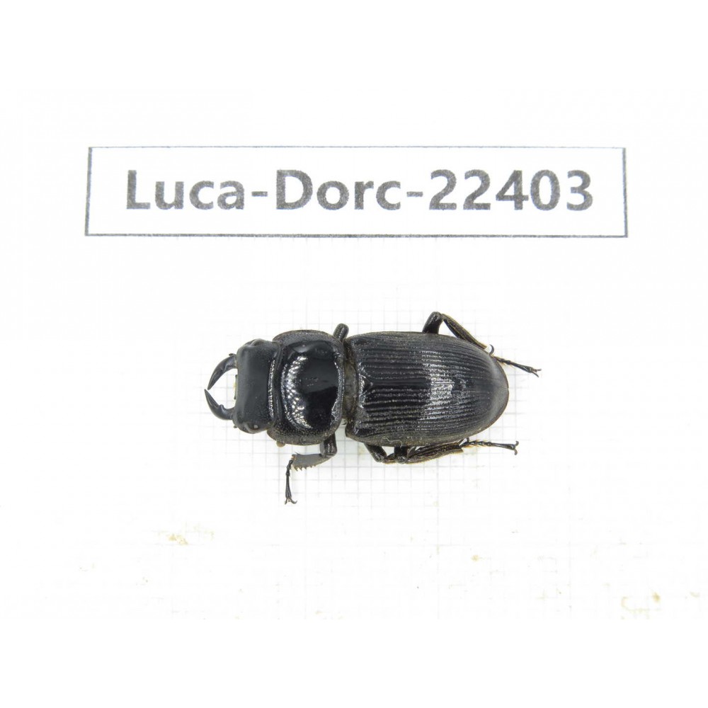 Dorcus sp. Myanmar, Kechin area, Nanse.1M. Luca-Dorc-22403.