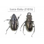 Eolucanus sp. China, Yunnan, Nujiang, Gongshan county. 1P. Luca-Eolu-21016.