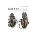 Eolucanus sp. China, Yunnan, Nujiang, Gongshan county. 1P. Luca-Eolu-21027.