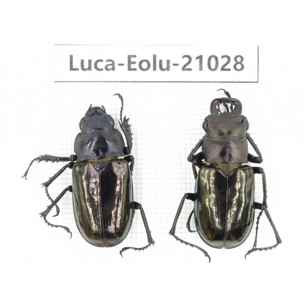 Eolucanus sp. China, Yunnan, Nujiang, Gongshan county. 1P. Luca-Eolu-21028.