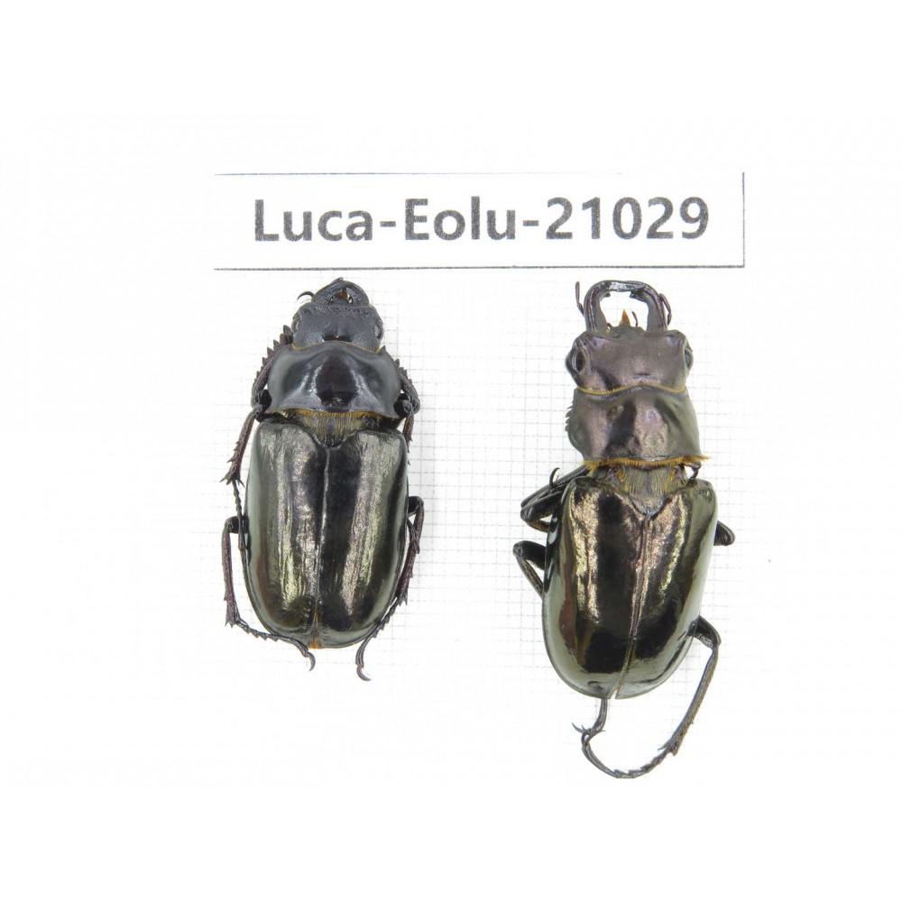Eolucanus sp. China, Yunnan, Nujiang, Gongshan county. 1P. Luca-Eolu-21029.