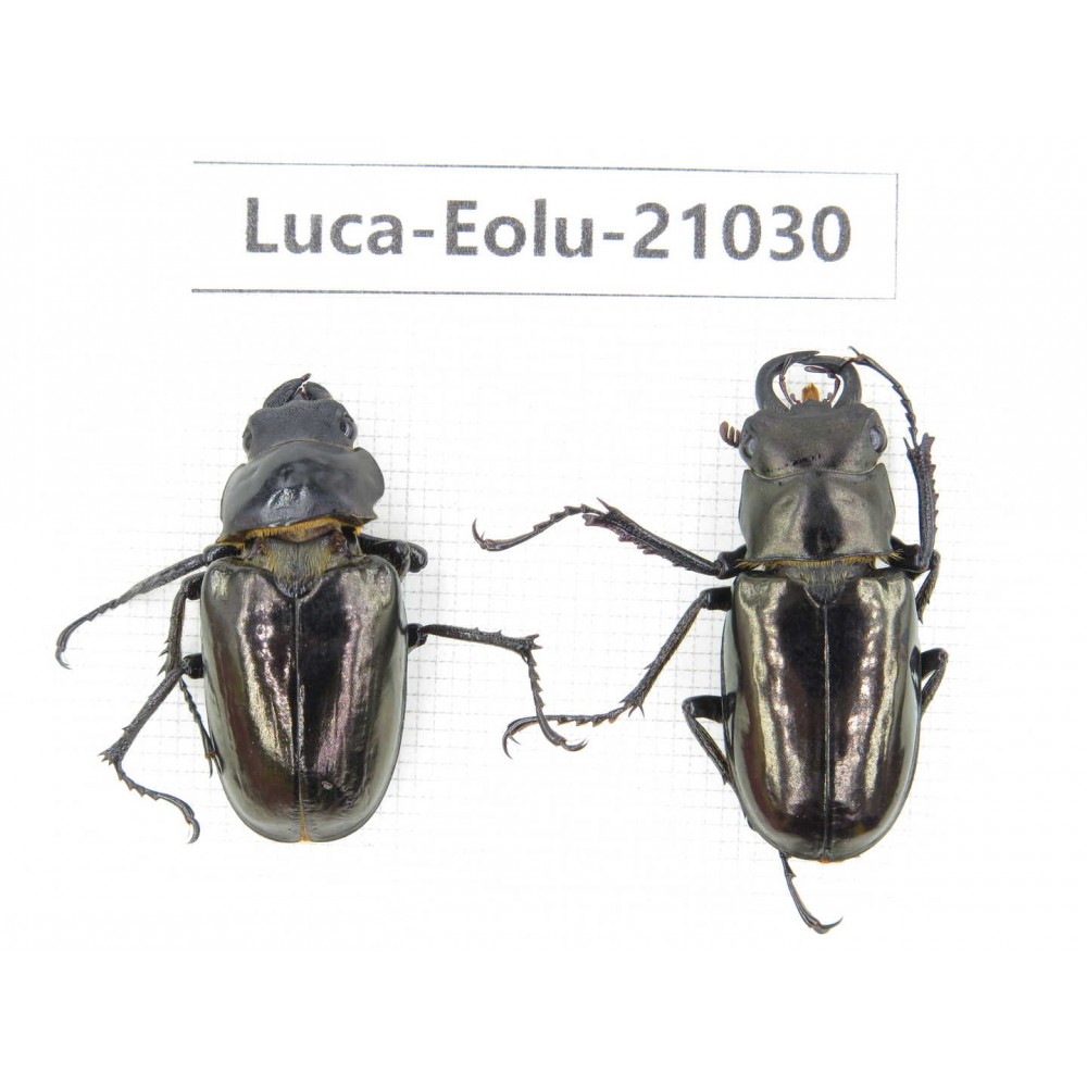 Eolucanus sp. China, Yunnan, Nujiang, Gongshan county. 1P. Luca-Eolu-21030.