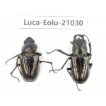 Eolucanus sp. China, Yunnan, Nujiang, Gongshan county. 1P. Luca-Eolu-21030.