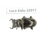 Eolucanus sp. Myanmar, Kechin area, Nanse. 1M. Luca-Eolu-22017.