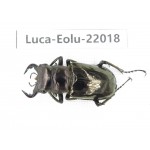 Eolucanus sp. Myanmar, Kechin area, Nanse. 1M. Luca-Eolu-22018.