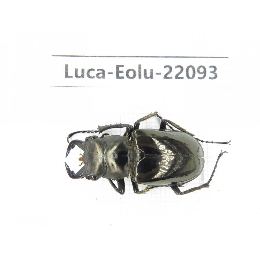 Eolucanus sp. Myanmar, Kechin area, Nanse. 1M. Luca-Eolu-22093.