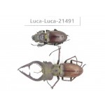 Lucanus sp. China, Yunnan, Honghe, Jinping county. 1P. Luca-Luca-21491.
