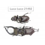Lucanus sp. China, Yunnan, Honghe, Jinping county. 1P. Luca-Luca-21492.