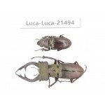 Lucanus sp. China, Yunnan, Honghe, Jinping county. 1P. Luca-Luca-21494.