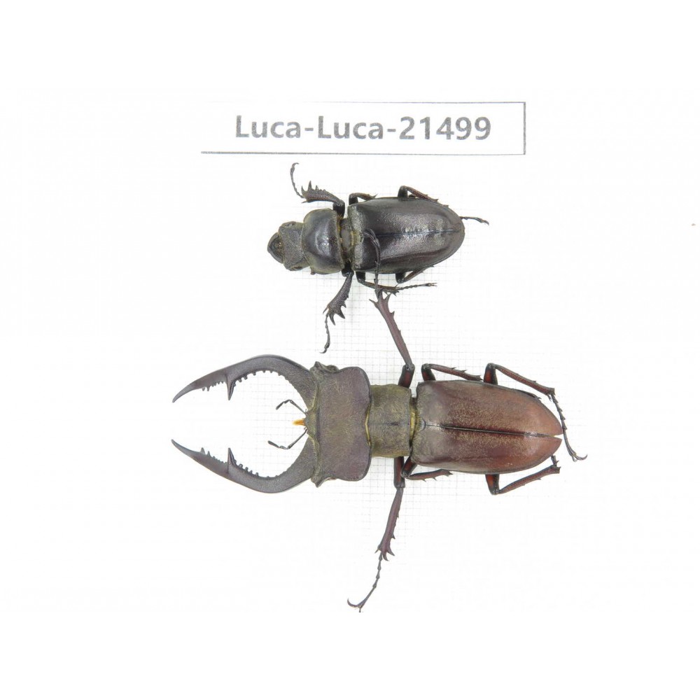 Lucanus sp. China, Yunnan, Honghe, Jinping county. 1P. Luca-Luca-21499.