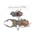 Lucanus sp. China, Yunnan, Honghe, Jinping county. 1P. Luca-Luca-21508.