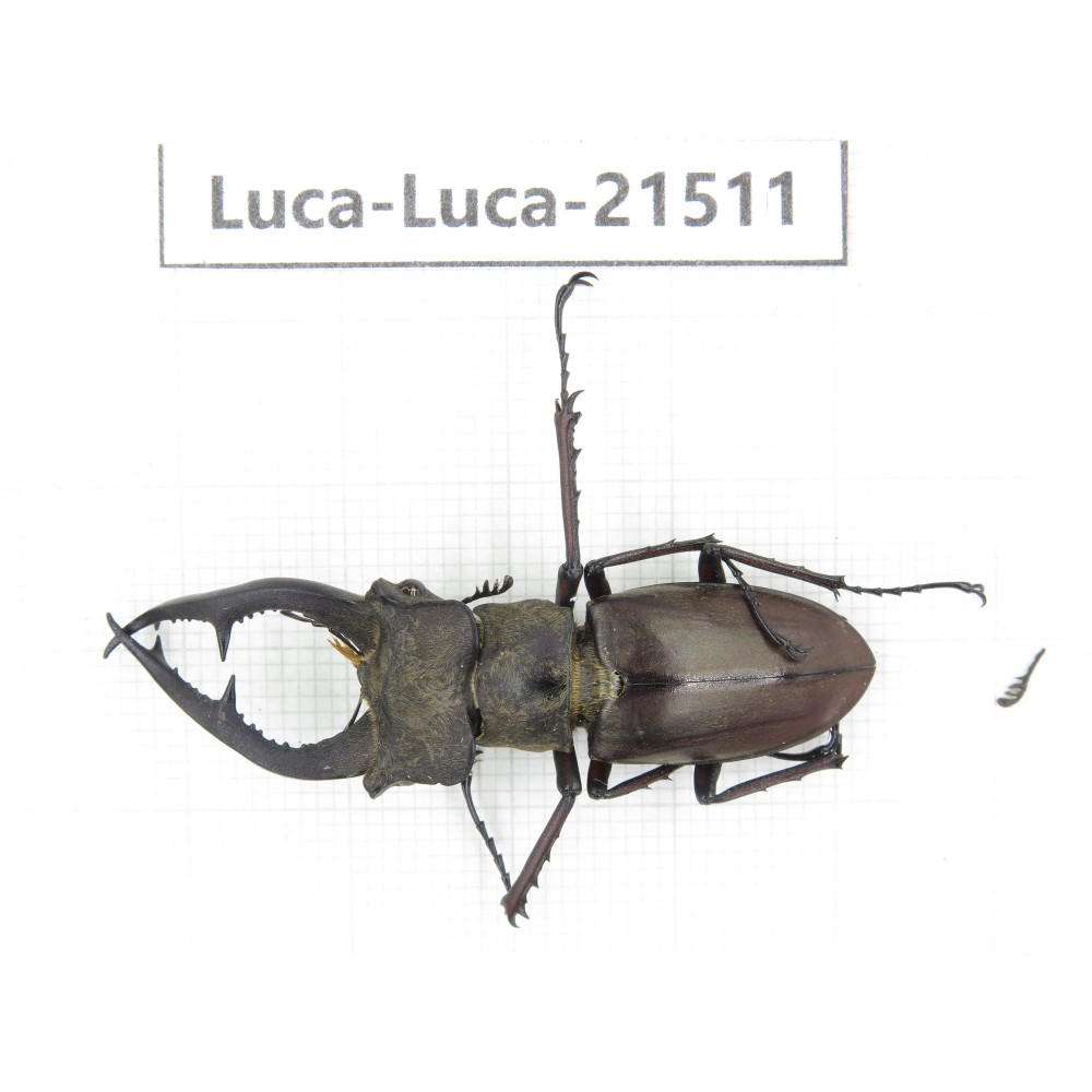 Lucanus sp. China, Yunnan, Honghe, Jinping county. 1M. Luca-Luca-21511.
