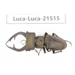 Lucanus sp. China, Yunnan, Honghe, Jinping county. 1M. Luca-Luca-21515.