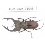 Lucanus sp. China, Yunnan, Honghe, Jinping county. 1M. Luca-Luca-21548.