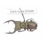 Lucanus sp. China, Yunnan, Honghe, Jinping county. 1M. Luca-Luca-21549.