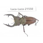 Lucanus sp. China, Yunnan, Honghe, Jinping county. 1M. Luca-Luca-21550.