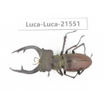 Lucanus sp. China, Yunnan, Honghe, Jinping county. 1M. Luca-Luca-21551.