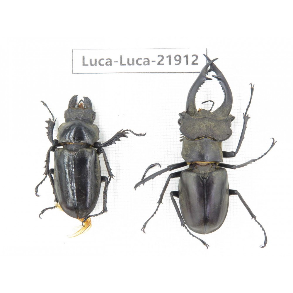 Lucanus sp. China, Yunnan, Honghe, Jinping county. 1P. Luca-Luca-21912.