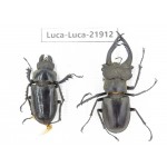 Lucanus sp. China, Yunnan, Honghe, Jinping county. 1P. Luca-Luca-21912.