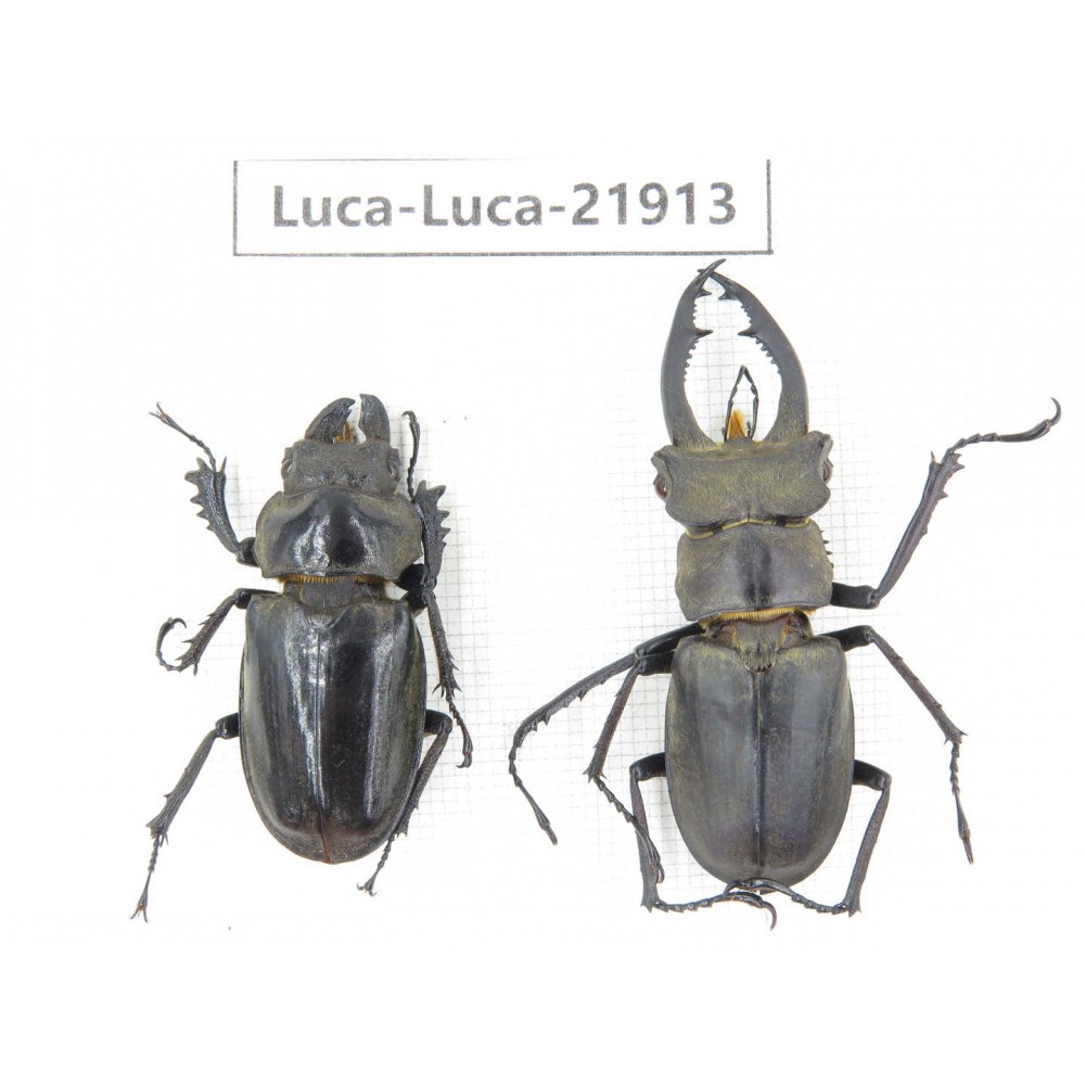 Lucanus sp. China, Yunnan, Honghe, Jinping county. 1P. Luca-Luca-21913.