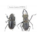 Lucanus sp. China, Yunnan, Honghe, Jinping county. 1P. Luca-Luca-21913.