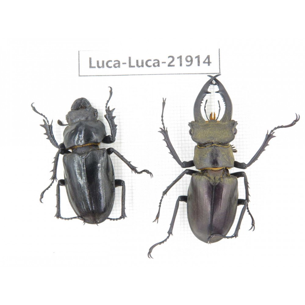 Lucanus sp. China, Yunnan, Honghe, Jinping county. 1P. Luca-Luca-21914.