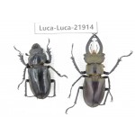 Lucanus sp. China, Yunnan, Honghe, Jinping county. 1P. Luca-Luca-21914.