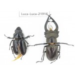 Lucanus sp. China, Yunnan, Honghe, Jinping county. 1P. Luca-Luca-21916.