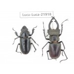 Lucanus sp. China, Yunnan, Honghe, Jinping county. 1P. Luca-Luca-21918.