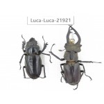 Lucanus sp. China, Yunnan, Honghe, Jinping county. 1P. Luca-Luca-21921.