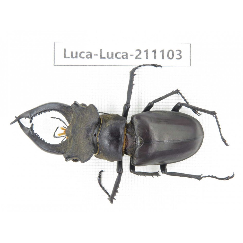 Lucanus sp. China,  Yunnan, Honghe, Jinping county. 1M. Luca-Luca-211103.