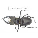 Lucanus sp. China,  Yunnan, Honghe, Jinping county. 1M. Luca-Luca-211103.