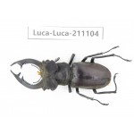 Lucanus sp. China,  Yunnan, Honghe, Jinping county. 1M. Luca-Luca-211104.