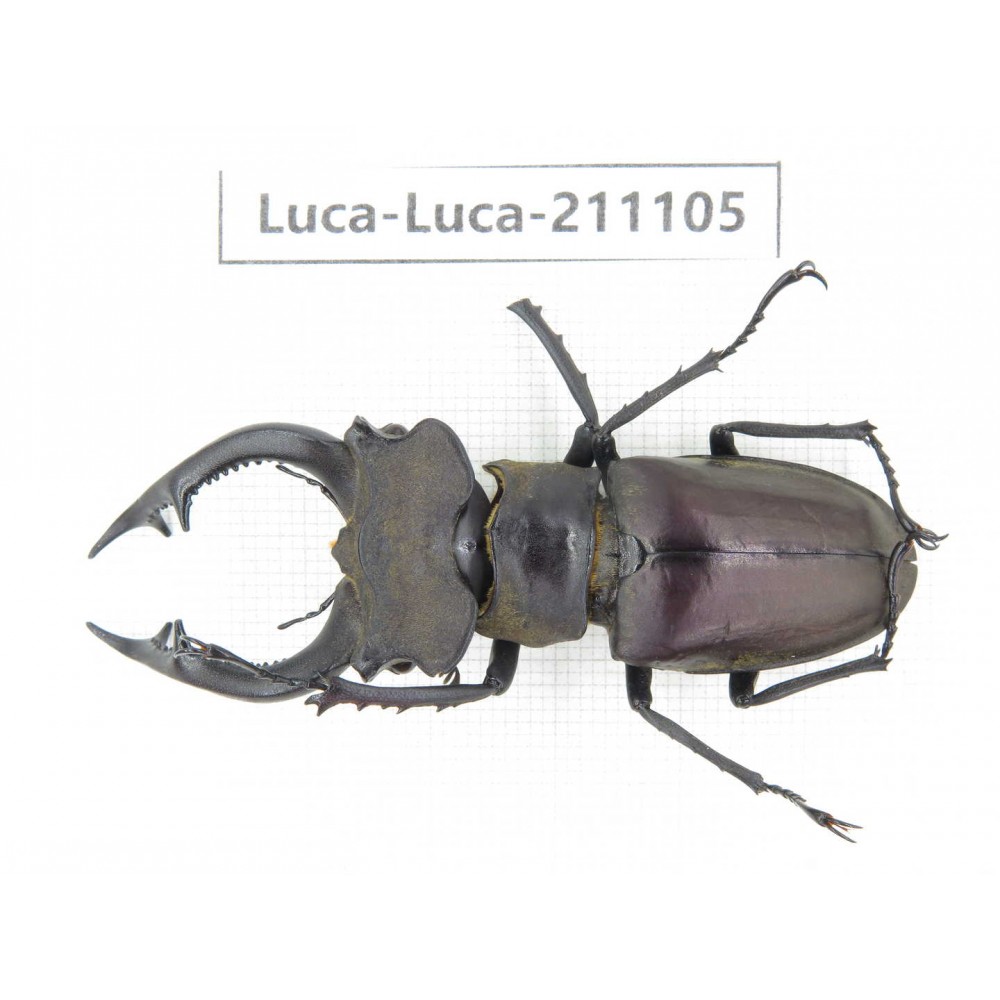 Lucanus sp. China,  Yunnan, Honghe, Jinping county. 1M. Luca-Luca-211105.