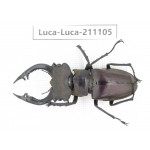 Lucanus sp. China,  Yunnan, Honghe, Jinping county. 1M. Luca-Luca-211105.
