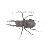 Lucanus sp. China,  Yunnan, Honghe, Jinping county. 1M. Luca-Luca-211108.