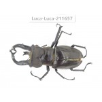 Lucanus tibetanus ssp. China, Yunnan, Nujiang, Lushui county. 1M. Luca-Luca-211657.