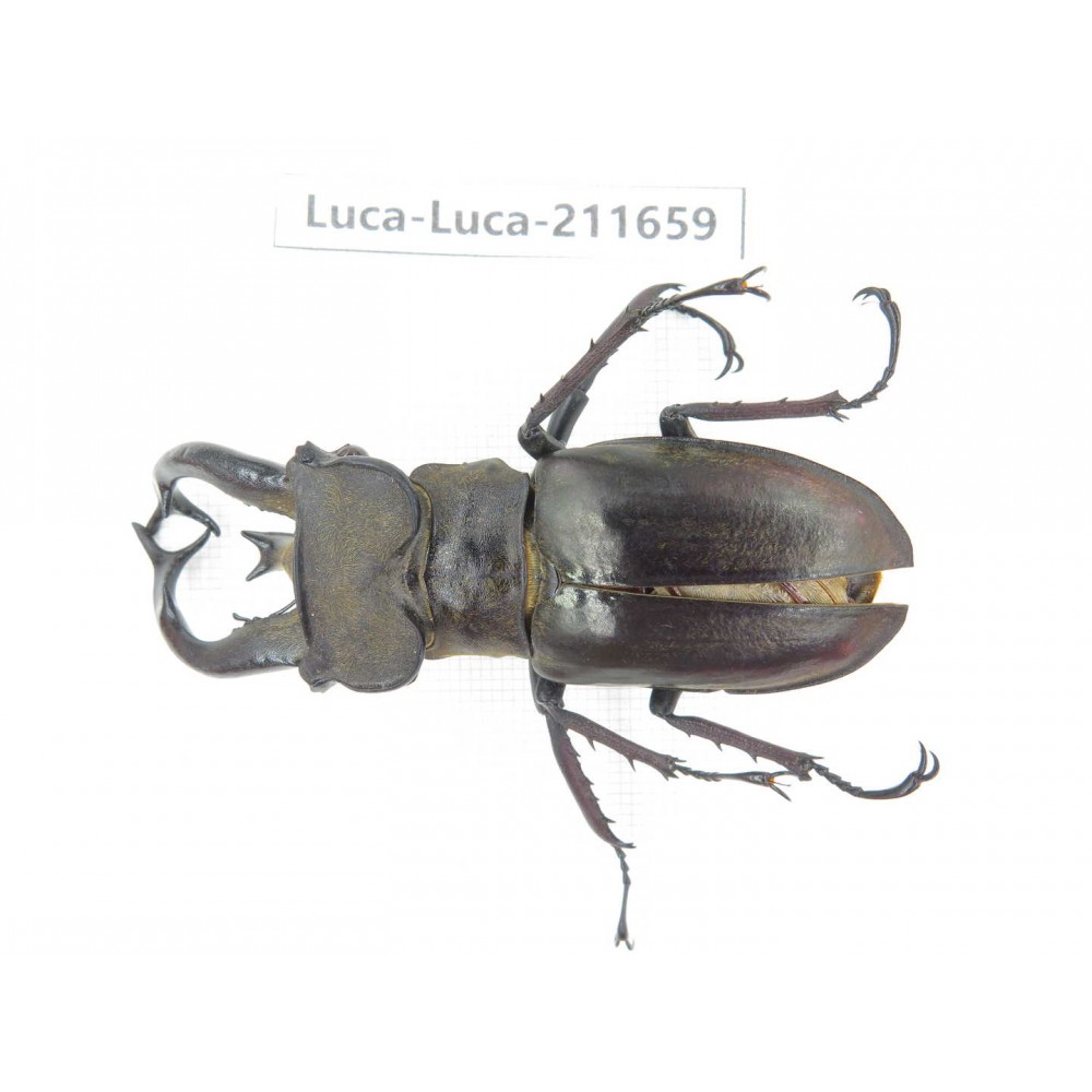 Lucanus tibetanus ssp. China, Yunnan, Nujiang, Lushui county. 1M. Luca-Luca-211659.