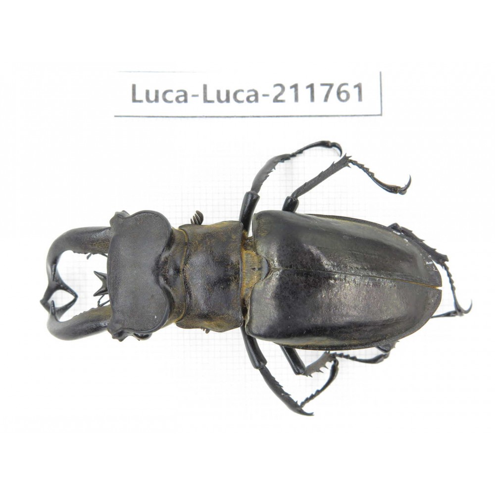 Lucanus tibetanus ssp. China, Yunnan, Nujiang, Lushui county. 1M. Luca-Luca-211761.