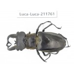 Lucanus tibetanus ssp. China, Yunnan, Nujiang, Lushui county. 1M. Luca-Luca-211761.