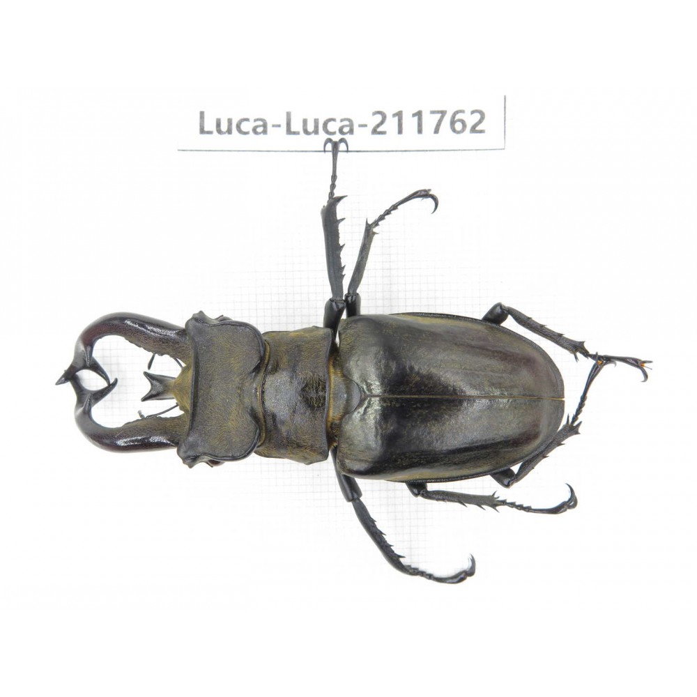 Lucanus tibetanus ssp. China, Yunnan, Nujiang, Lushui county. 1M. Luca-Luca-211762.