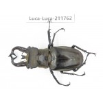 Lucanus tibetanus ssp. China, Yunnan, Nujiang, Lushui county. 1M. Luca-Luca-211762.