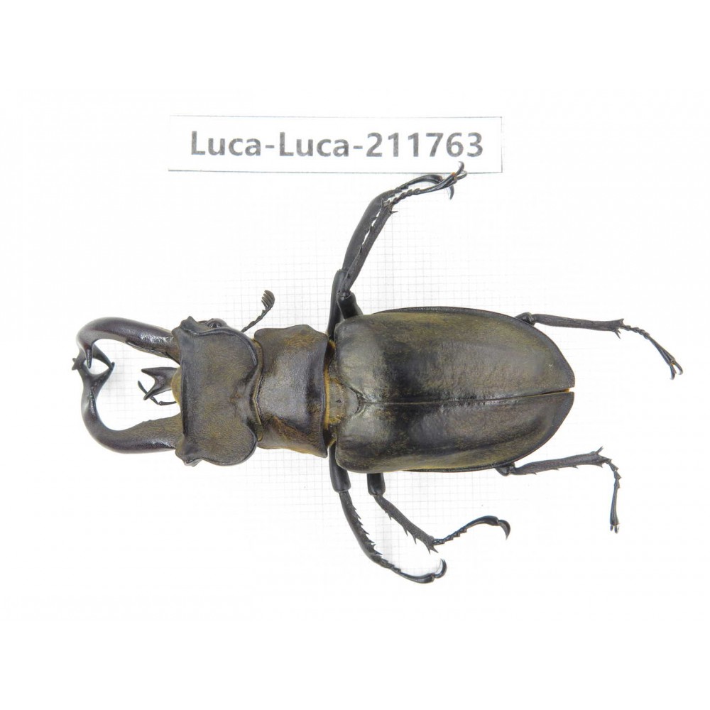 Lucanus tibetanus ssp. China, Yunnan, Nujiang, Lushui county. 1M. Luca-Luca-211763.