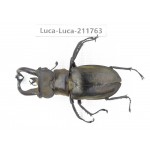 Lucanus tibetanus ssp. China, Yunnan, Nujiang, Lushui county. 1M. Luca-Luca-211763.